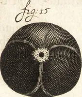 An illustration from Continuatio epistolarum, datarum ad longè celeberrimam Regiam Societatem Londinensem (1696)