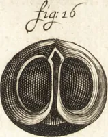 Picture 67 of 74 from Continuatio epistolarum, datarum ad longè celeberrimam Regiam Societatem Londinensem (1696), leaf 368