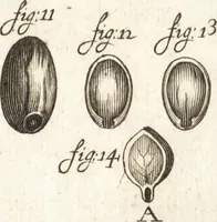 Picture 68 of 74 from Continuatio epistolarum, datarum ad longè celeberrimam Regiam Societatem Londinensem (1696), leaf 368