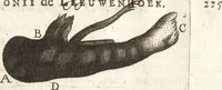 An illustration from Continuatio epistolarum, datarum ad longè celeberrimam Regiam Societatem Londinensem (1696)