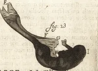 Picture 70 of 74 from Continuatio epistolarum, datarum ad longè celeberrimam Regiam Societatem Londinensem (1696), leaf 374