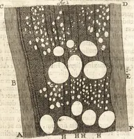 An illustration from Continuatio epistolarum, datarum ad longè celeberrimam Regiam Societatem Londinensem (1696)