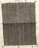 An illustration from Continuatio epistolarum, datarum ad longè celeberrimam Regiam Societatem Londinensem (1696)