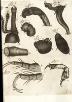 An illustration from Continuatio epistolarum, datarum ad longè celeberrimam Regiam Societatem Londinensem (1696)