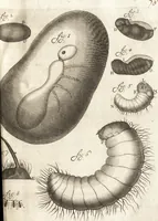 An illustration from Continuatio epistolarum, datarum ad longè celeberrimam Regiam Societatem Londinensem (1696)