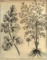 An illustration from C. Stalpartii vander Wiel medici Hagiensis Observationum rariorum medic. anatomic. chirurgicarum centuria prior : accedit De unicornu dissertatio : utraque tertia parte auctior, longeque emendatior (1687)