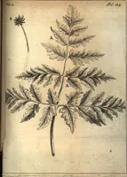 An illustration from C. Stalpartii vander Wiel medici Hagiensis Observationum rariorum medic. anatomic. chirurgicarum centuria prior : accedit De unicornu dissertatio : utraque tertia parte auctior, longeque emendatior (1687)
