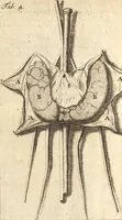 An illustration from C. Stalpartii vander Wiel medici Hagiensis Observationum rariorum medic. anatomic. chirurgicarum centuria prior : accedit De unicornu dissertatio : utraque tertia parte auctior, longeque emendatior (1687)