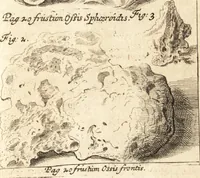 An illustration from C. Stalpartii vander Wiel medici Hagiensis Observationum rariorum medic. anatomic. chirurgicarum centuria prior : accedit De unicornu dissertatio : utraque tertia parte auctior, longeque emendatior (1687)