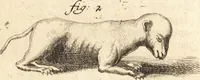 An illustration from C. Stalpartii vander Wiel medici Hagiensis Observationum rariorum medic. anatomic. chirurgicarum centuria prior : accedit De unicornu dissertatio : utraque tertia parte auctior, longeque emendatior (1687)