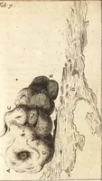 An illustration from C. Stalpartii vander Wiel medici Hagiensis Observationum rariorum medic. anatomic. chirurgicarum centuria prior : accedit De unicornu dissertatio : utraque tertia parte auctior, longeque emendatior (1687)