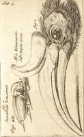 An illustration from C. Stalpartii vander Wiel medici Hagiensis Observationum rariorum medic. anatomic. chirurgicarum centuria prior : accedit De unicornu dissertatio : utraque tertia parte auctior, longeque emendatior (1687)