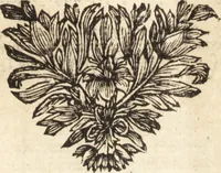 An illustration from C. Stalpartii vander Wiel medici Hagiensis Observationum rariorum medic. anatomic. chirurgicarum centuria prior : accedit De unicornu dissertatio : utraque tertia parte auctior, longeque emendatior (1687)