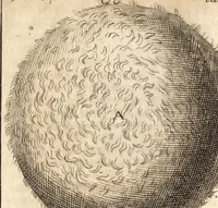 An illustration from C. Stalpartii vander Wiel medici Hagiensis Observationum rariorum medic. anatomic. chirurgicarum centuria prior : accedit De unicornu dissertatio : utraque tertia parte auctior, longeque emendatior (1687)