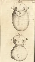 An illustration from C. Stalpartii vander Wiel medici Hagiensis Observationum rariorum medic. anatomic. chirurgicarum centuria prior : accedit De unicornu dissertatio : utraque tertia parte auctior, longeque emendatior (1687)