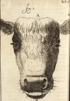 An illustration from C. Stalpartii vander Wiel medici Hagiensis Observationum rariorum medic. anatomic. chirurgicarum centuria prior : accedit De unicornu dissertatio : utraque tertia parte auctior, longeque emendatior (1687)