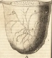 An illustration from C. Stalpartii vander Wiel medici Hagiensis Observationum rariorum medic. anatomic. chirurgicarum centuria prior : accedit De unicornu dissertatio : utraque tertia parte auctior, longeque emendatior (1687)