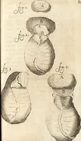 An illustration from C. Stalpartii vander Wiel medici Hagiensis Observationum rariorum medic. anatomic. chirurgicarum centuria prior : accedit De unicornu dissertatio : utraque tertia parte auctior, longeque emendatior (1687)
