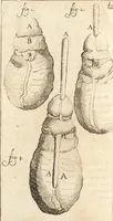 An illustration from C. Stalpartii vander Wiel medici Hagiensis Observationum rariorum medic. anatomic. chirurgicarum centuria prior : accedit De unicornu dissertatio : utraque tertia parte auctior, longeque emendatior (1687)