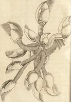 An illustration from C. Stalpartii vander Wiel medici Hagiensis Observationum rariorum medic. anatomic. chirurgicarum centuria prior : accedit De unicornu dissertatio : utraque tertia parte auctior, longeque emendatior (1687)