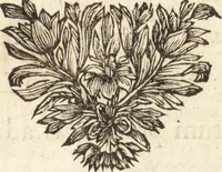 An illustration from C. Stalpartii vander Wiel medici Hagiensis Observationum rariorum medic. anatomic. chirurgicarum centuria prior : accedit De unicornu dissertatio : utraque tertia parte auctior, longeque emendatior (1687)