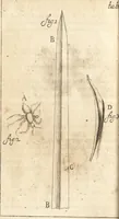 An illustration from C. Stalpartii vander Wiel medici Hagiensis Observationum rariorum medic. anatomic. chirurgicarum centuria prior : accedit De unicornu dissertatio : utraque tertia parte auctior, longeque emendatior (1687)