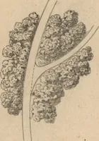 An illustration from Etude sur l'architecture des jardins (1875)