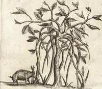 Picture 18 of 57 from Histoire naturelle et morale des iles Antilles de l'Amerique : enrichie de plusieurs belles figures des raretez les plus considerables qui y sont d'écrites : avec un vocabulaire caraibe (1658), leaf 102