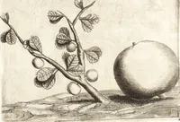 An illustration from Histoire naturelle et morale des iles Antilles de l'Amerique : enrichie de plusieurs belles figures des raretez les plus considerables qui y sont d'écrites : avec un vocabulaire caraibe (1658)