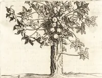 An illustration from Histoire naturelle et morale des iles Antilles de l'Amerique : enrichie de plusieurs belles figures des raretez les plus considerables qui y sont d'écrites : avec un vocabulaire caraibe (1658)