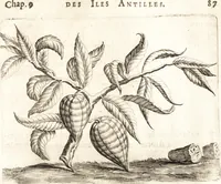 An illustration from Histoire naturelle et morale des iles Antilles de l'Amerique : enrichie de plusieurs belles figures des raretez les plus considerables qui y sont d'écrites : avec un vocabulaire caraibe (1658)