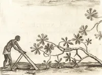 Picture 22 of 57 from Histoire naturelle et morale des iles Antilles de l'Amerique : enrichie de plusieurs belles figures des raretez les plus considerables qui y sont d'écrites : avec un vocabulaire caraibe (1658), leaf 107