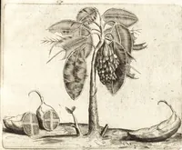 An illustration from Histoire naturelle et morale des iles Antilles de l'Amerique : enrichie de plusieurs belles figures des raretez les plus considerables qui y sont d'écrites : avec un vocabulaire caraibe (1658)