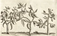 An illustration from Histoire naturelle et morale des iles Antilles de l'Amerique : enrichie de plusieurs belles figures des raretez les plus considerables qui y sont d'écrites : avec un vocabulaire caraibe (1658)