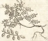 An illustration from Histoire naturelle et morale des iles Antilles de l'Amerique : enrichie de plusieurs belles figures des raretez les plus considerables qui y sont d'écrites : avec un vocabulaire caraibe (1658)