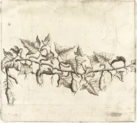 Picture 27 of 57 from Histoire naturelle et morale des iles Antilles de l'Amerique : enrichie de plusieurs belles figures des raretez les plus considerables qui y sont d'écrites : avec un vocabulaire caraibe (1658), leaf 119