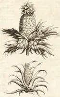 Picture 28 of 57 from Histoire naturelle et morale des iles Antilles de l'Amerique : enrichie de plusieurs belles figures des raretez les plus considerables qui y sont d'écrites : avec un vocabulaire caraibe (1658), leaf 122