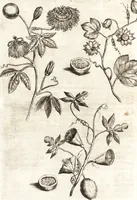An illustration from Histoire naturelle et morale des iles Antilles de l'Amerique : enrichie de plusieurs belles figures des raretez les plus considerables qui y sont d'écrites : avec un vocabulaire caraibe (1658)