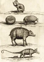 An illustration from Histoire naturelle et morale des iles Antilles de l'Amerique : enrichie de plusieurs belles figures des raretez les plus considerables qui y sont d'écrites : avec un vocabulaire caraibe (1658)