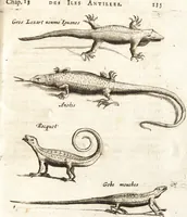 An illustration from Histoire naturelle et morale des iles Antilles de l'Amerique : enrichie de plusieurs belles figures des raretez les plus considerables qui y sont d'écrites : avec un vocabulaire caraibe (1658)
