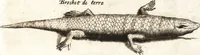 An illustration from Histoire naturelle et morale des iles Antilles de l'Amerique : enrichie de plusieurs belles figures des raretez les plus considerables qui y sont d'écrites : avec un vocabulaire caraibe (1658)