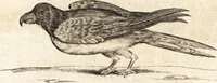An illustration from Histoire naturelle et morale des iles Antilles de l'Amerique : enrichie de plusieurs belles figures des raretez les plus considerables qui y sont d'écrites : avec un vocabulaire caraibe (1658)
