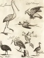 An illustration from Histoire naturelle et morale des iles Antilles de l'Amerique : enrichie de plusieurs belles figures des raretez les plus considerables qui y sont d'écrites : avec un vocabulaire caraibe (1658)
