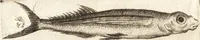 Picture 38 of 57 from Histoire naturelle et morale des iles Antilles de l'Amerique : enrichie de plusieurs belles figures des raretez les plus considerables qui y sont d'écrites : avec un vocabulaire caraibe (1658), leaf 185