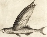 An illustration from Histoire naturelle et morale des iles Antilles de l'Amerique : enrichie de plusieurs belles figures des raretez les plus considerables qui y sont d'écrites : avec un vocabulaire caraibe (1658)