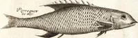 An illustration from Histoire naturelle et morale des iles Antilles de l'Amerique : enrichie de plusieurs belles figures des raretez les plus considerables qui y sont d'écrites : avec un vocabulaire caraibe (1658)
