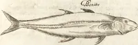 An illustration from Histoire naturelle et morale des iles Antilles de l'Amerique : enrichie de plusieurs belles figures des raretez les plus considerables qui y sont d'écrites : avec un vocabulaire caraibe (1658)