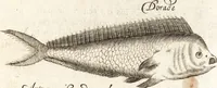 An illustration from Histoire naturelle et morale des iles Antilles de l'Amerique : enrichie de plusieurs belles figures des raretez les plus considerables qui y sont d'écrites : avec un vocabulaire caraibe (1658)