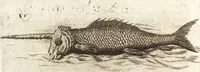 An illustration from Histoire naturelle et morale des iles Antilles de l'Amerique : enrichie de plusieurs belles figures des raretez les plus considerables qui y sont d'écrites : avec un vocabulaire caraibe (1658)