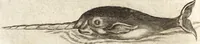 An illustration from Histoire naturelle et morale des iles Antilles de l'Amerique : enrichie de plusieurs belles figures des raretez les plus considerables qui y sont d'écrites : avec un vocabulaire caraibe (1658)